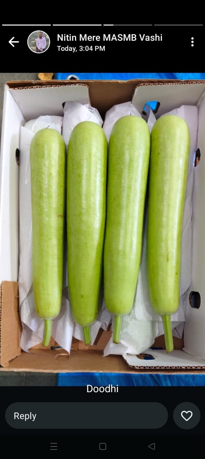Fresh Bottle Gourd (Dudhi / Bhopla)