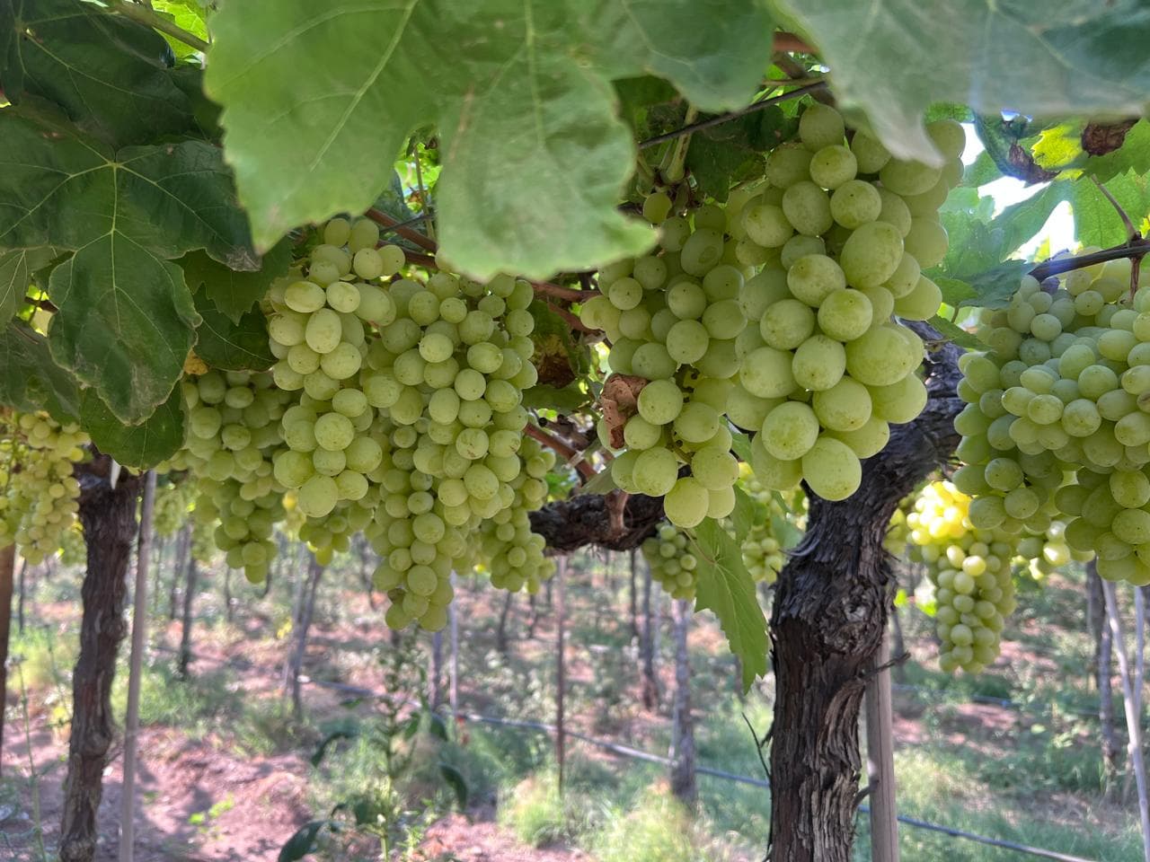 Tasgaon Table Grapes