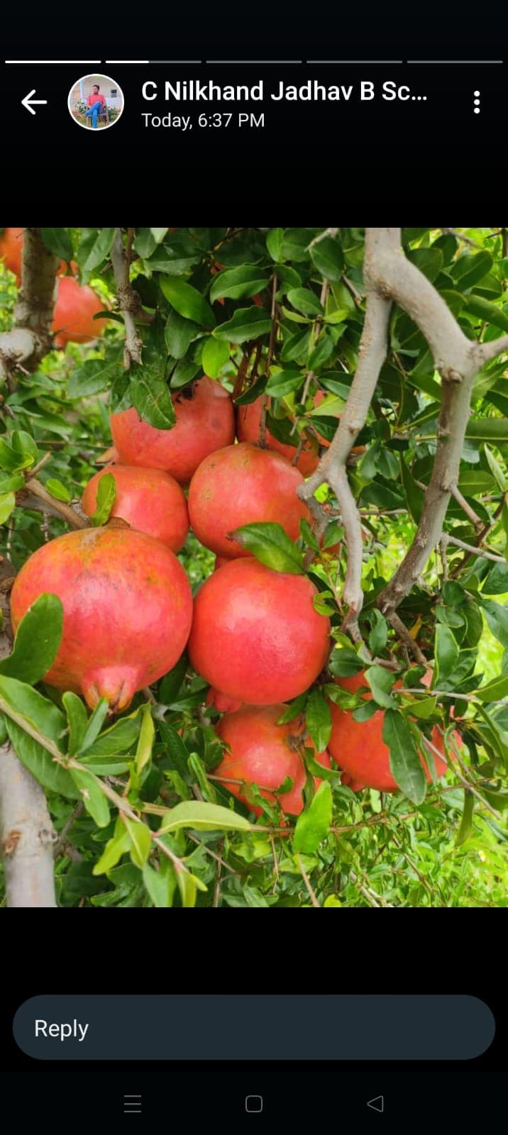 Bhagwa Pomegranate