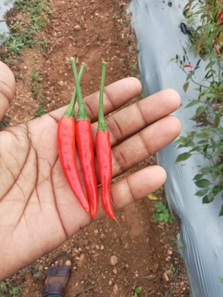 G-4 Green Chillies