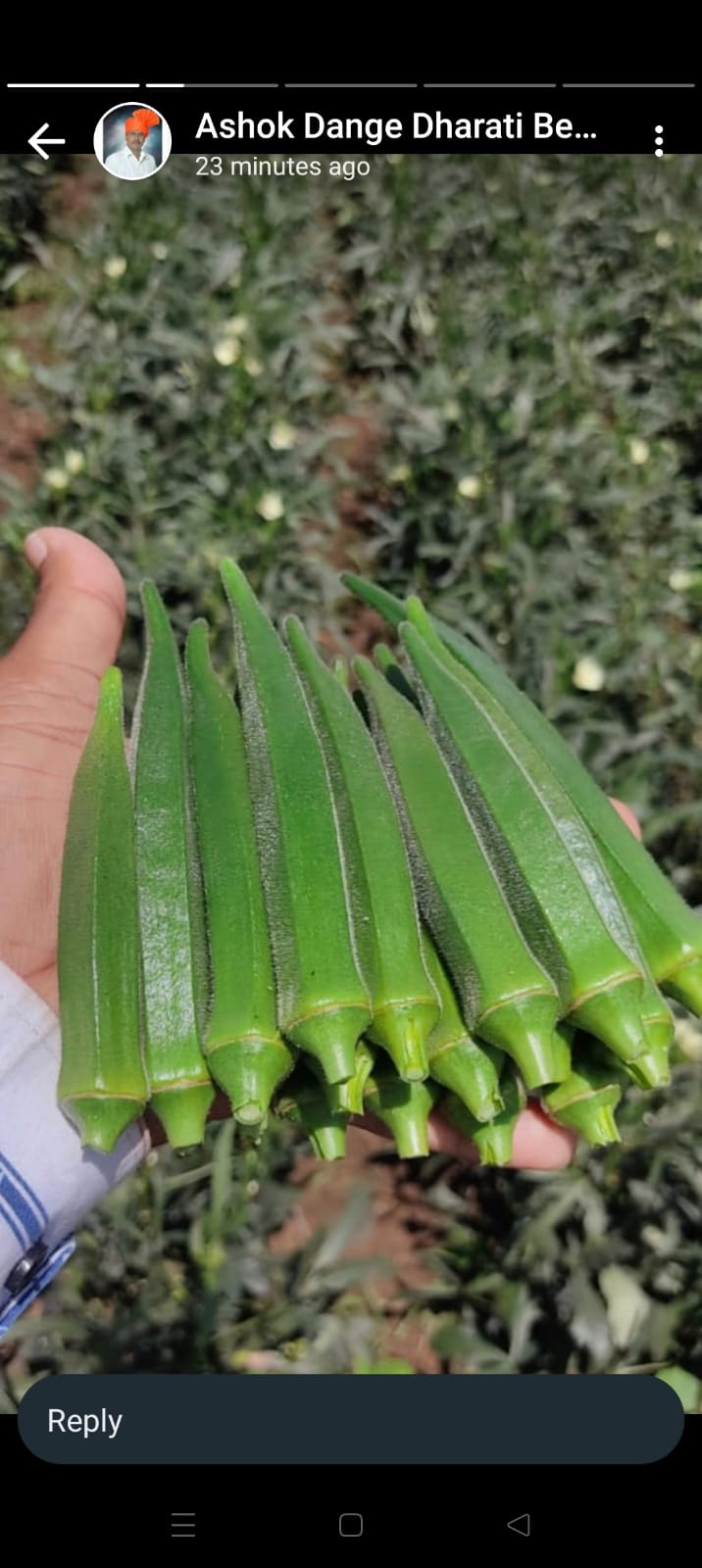 Fresh Okra (Bhendi / Ladyfinger)
